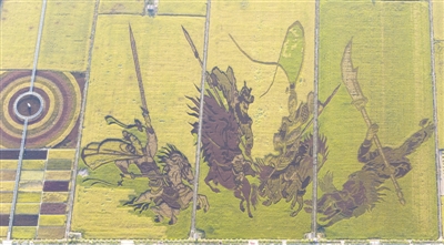 宁夏银川稻田作画引游客驻足