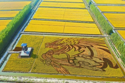 河北唐山曹妃甸稻田画展田园风采
