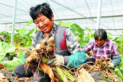 南京市高淳区有机香堂芋大丰收