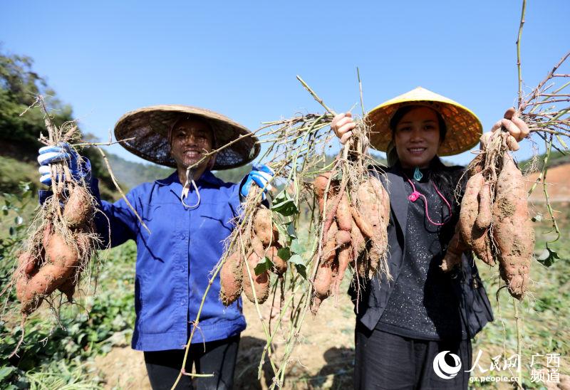 广西三江：高山红薯迎来丰收季