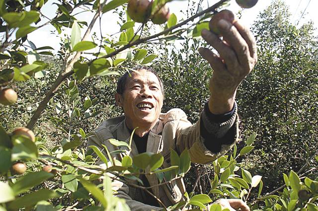 重庆石盆村油茶成熟采摘忙