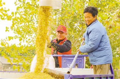 江苏如皋白蒲镇稻谷丰收