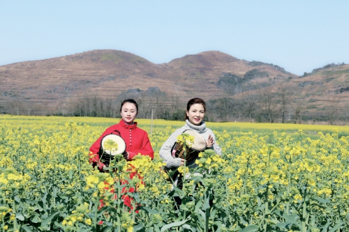 湖南省隆回县油菜基地喜获丰收
