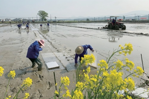 湖南省岳阳市种植早稻60万亩