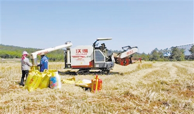 云南省曲靖市运用收割机开展大小麦及油菜收割