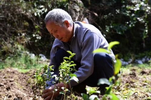 一片茶叶的“破局之路”