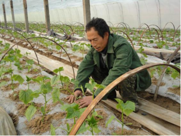 20230306【技术推广站】塑料大棚瓜果类蔬菜定植期技术指导意见1560.png