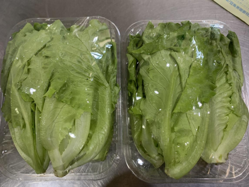 节气探农事生菜采后如何善用保鲜