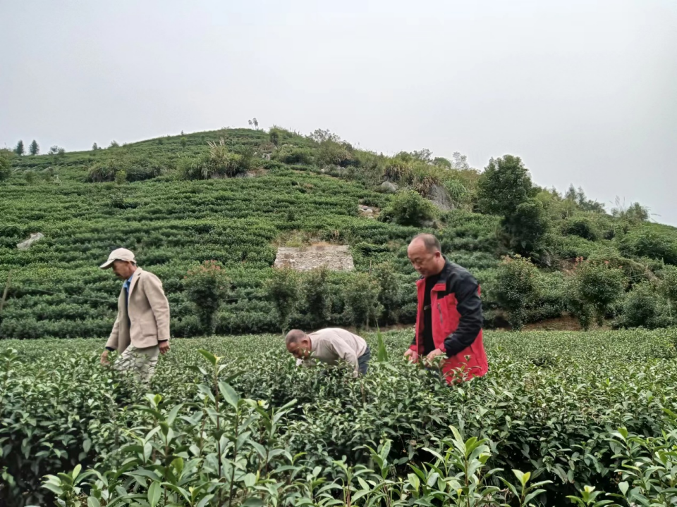 农墨重彩丰景如画阳新洋港镇三农旅游绘就乡村振兴锦绣图