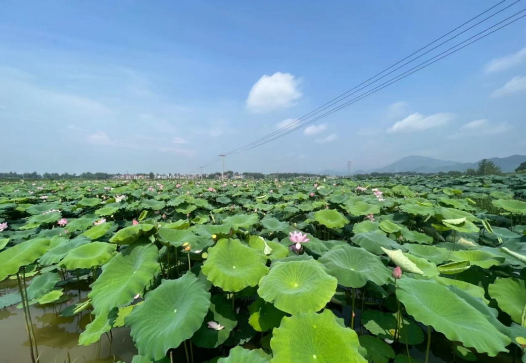 阳新县下汪村果蔬产业激活乡村振兴新动能