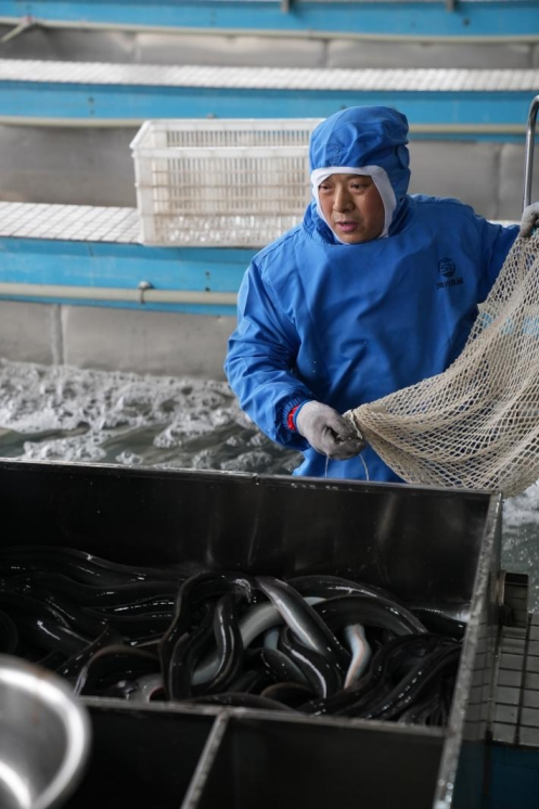 15g之间,一条鳗鱼苗的价格可高达30元,相当于1g鳗鱼苗价格能达到300元